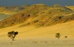 fotografie/mammals/Namibia_In_a_row_t.jpg