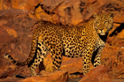 fotografie/mammals/Namibia_On_the_rocks_t.jpg