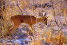 fotografie/mammals/Namibia_Steenbock_t.jpg