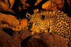 fotografie/mammals/Namibia_Sunset_leopard_t.jpg