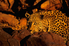 fotografie/mammals/Namibia_Sunset_leopard_t.jpg