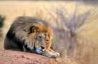 fotografie/mammals/Namibia_Wistful_look_t.jpg