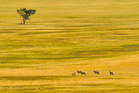 fotografie/mammals/Namibia_open_spaces_t.jpg