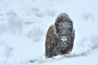 fotografie/mammals/Norway_Muskox_2_t.jpg