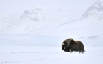 fotografie/mammals/Norway_Muskox_t.jpg