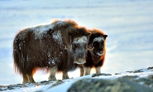 fotografie/mammals/Norway_Muskoxen_t.jpg