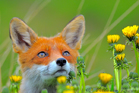 fotografie/mammals/Norway_Smelling_t.jpg