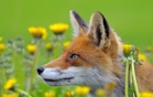 fotografie/mammals/Norway_Spring_fox_t.jpg