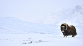 fotografie/mammals/Norway_Winter_on_the_highlands_t.jpg