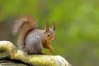 fotografie/mammals/Norway_sciurus_vulgaris_t.jpg
