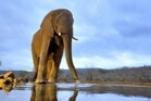 fotografie/mammals/SouthAfrica_Waterhole_at_dawn_t.jpg