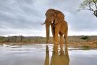 fotografie/mammals/South_Africa_At_the_waterhole_t.jpg