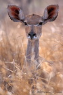 fotografie/mammals/South_Africa_Big_ears_t.jpg