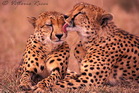 fotografie/mammals/South_Africa_Brothers_t.jpg