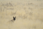 fotografie/mammals/South_Africa_Brown_hyaena_t.jpg