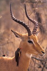 fotografie/mammals/South_Africa_Impala_and_oxpeckers_t.jpg