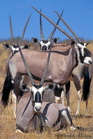 fotografie/mammals/South_Africa_Long_horns_t.jpg