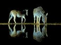 fotografie/mammals/South_Africa_Night_drink_2_t.jpg