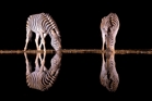 fotografie/mammals/South_Africa_Night_waterhole_t.jpg