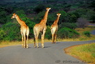 fotografie/mammals/South_Africa_Road_to_nowhere_t.jpg