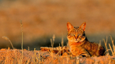 fotografie/mammals/South_Africa_Wildcat_t.jpg