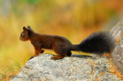 fotografie/mammals/Switzerland_Squirrel_t.jpg