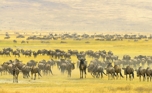 fotografie/mammals/Tanzania_Against_the_tide_t.jpg