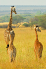 fotografie/mammals/Tanzania_Family_s_portrait_t.jpg