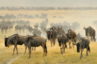 fotografie/mammals/Tanzania_Migration_t.jpg