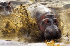 fotografie/mammals/Tanzania_On_the_run_t.jpg