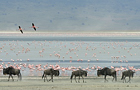 fotografie/mammals/Tanzania_Round_trip_t.jpg