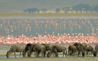 fotografie/mammals/Tanzania_Thirsty_wildbeests_t.jpg