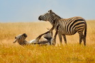 fotografie/mammals/Tanzania_dust_bath_t.jpg
