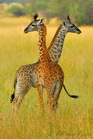 fotografie/mammals/Tanzania_the_twins_t.jpg