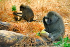 fotografie/mammals/Tanzania_thinking_t.jpg