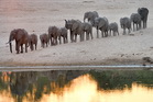 fotografie/mammals/Zambia_Elephants_herd_at_sunset_t.jpg