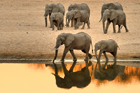 fotografie/mammals/Zambia_Sunset_elephants_t.jpg