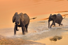 fotografie/mammals/Zambia_Sunset_run_t.jpg