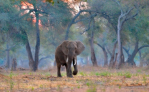 fotografie/mammals/Zimbabwe_Forest_elephant_t.jpg