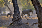 fotografie/mammals/Zimbabwe_Forest_elephants_t.jpg