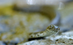 fotografie/other_animals/Italy_All_eyes_on_me_2_t.jpg