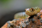 fotografie/other_animals/Italy_All_eyes_on_me_t.jpg