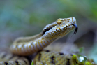 fotografie/other_animals/Italy_Aspic_viper_t.jpg