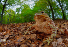 fotografie/other_animals/Italy_Autumn_walk_t.jpg