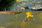 fotografie/other_animals/Italy_Bombina_variegata_t.jpg