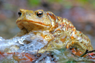 fotografie/other_animals/Italy_Bufo_bufo_t.jpg