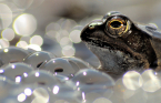 fotografie/other_animals/Italy_Bull_s_eye_t.jpg