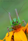 fotografie/other_animals/Italy_Decticus_verruciverus_t.jpg