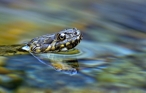 fotografie/other_animals/Italy_Dice_snake_t.jpg