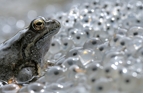 fotografie/other_animals/Italy_Eggs_hill_t.jpg